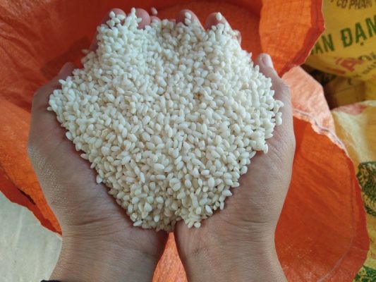 Gạo nếp cái hoa vàng Nam Định chất lượng đứng đầu