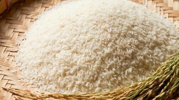 Gạo Tám Xoan được trồng tại mảnh đất Hải Hậu tỉnh Nam Định