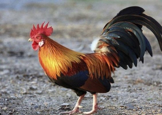 Hãy chọn những con gà có mào đỏ tươi, dựng đứng không rũ xuống