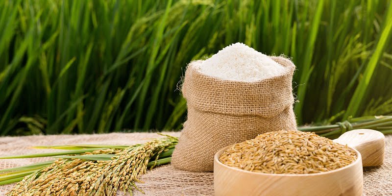 Rượu nếp cái hoa vàng được làm từ gạo nếp cái hoa vàng