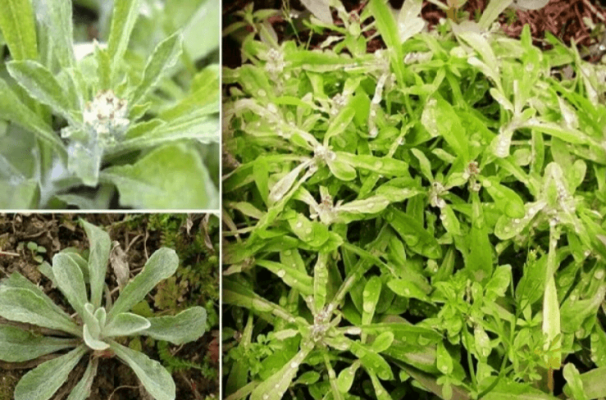 Lá khúc để làm xôi khúc là một bộ phận của cây rau khúc
