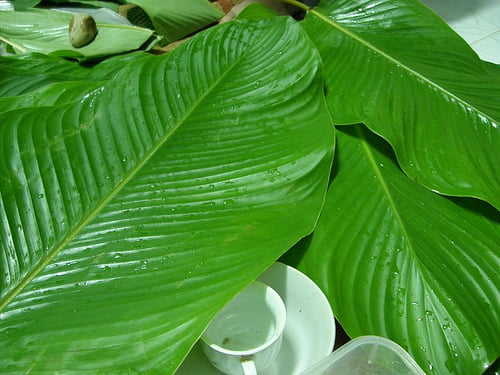 Lá dong gói bánh chưng ngon phải là lá bánh tẻ